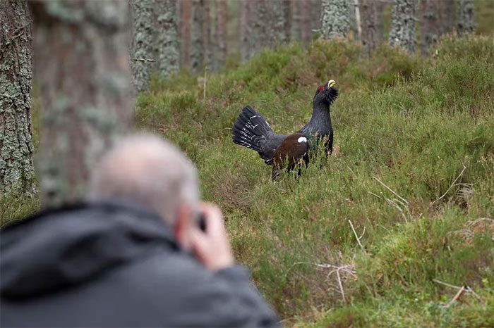 Photographers capturing Capercaillie in Cairngorms