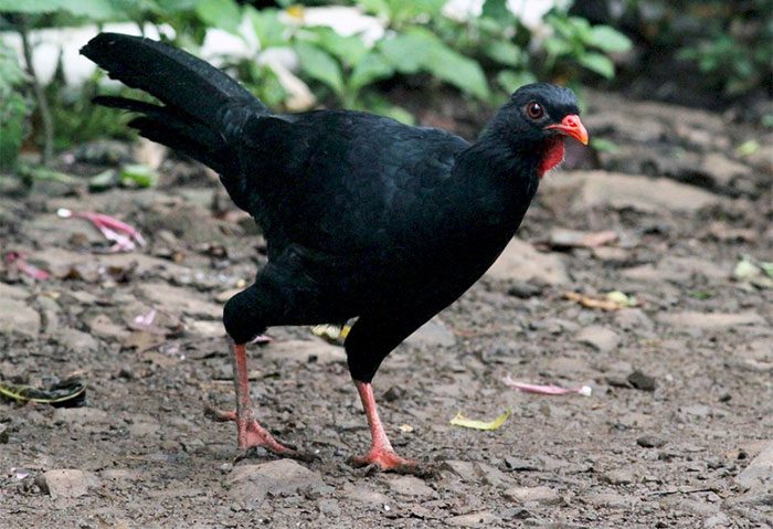 Highland Guan