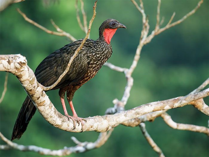 Spix's Guan