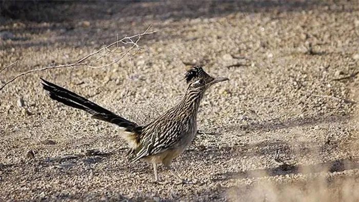 The Greater Roadrunner is also found in Vietnam.