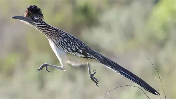 The Greater Roadrunner is capable of running very fast.