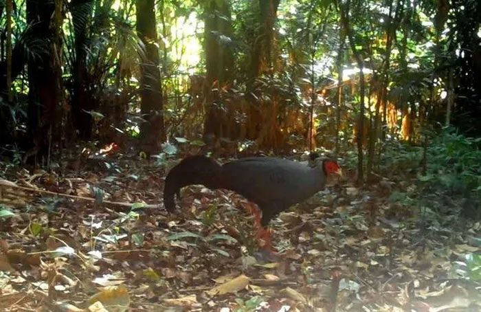 Purple Pheasant