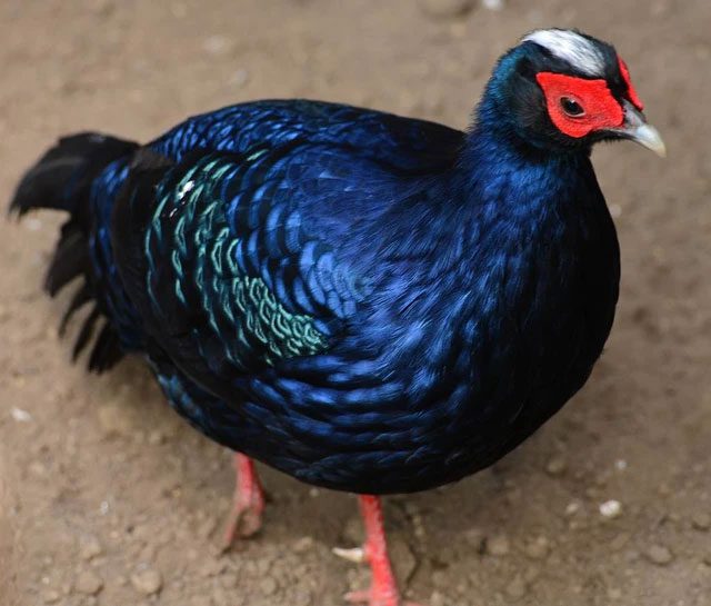 The stunning blue plumage of the Vietnamese White-Crested Pheasant (Lophura edwardsi).