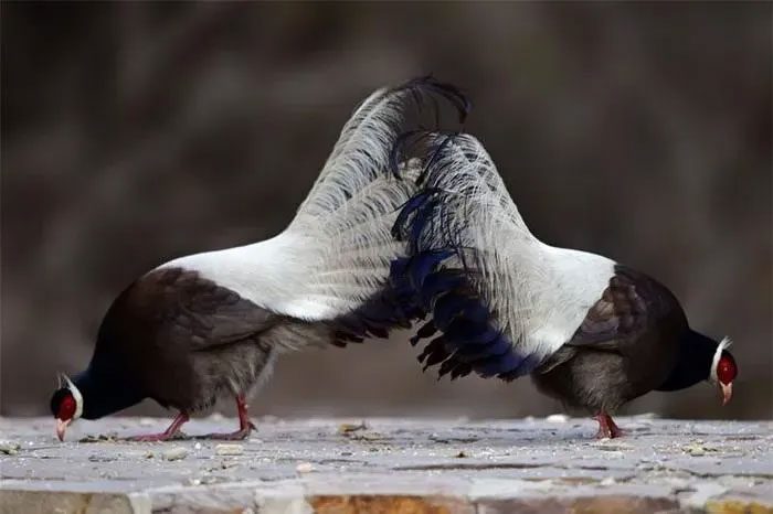 The Brown-eared Pheasant is threatened by hunting.