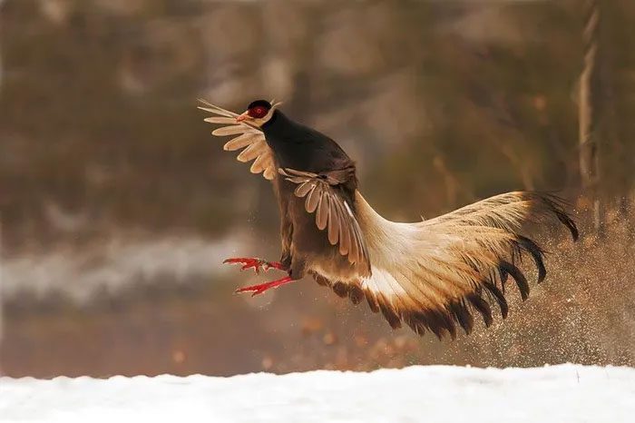 The Brown-eared Pheasant prefers to live in coniferous forests at altitudes between 1,100-2,600m.