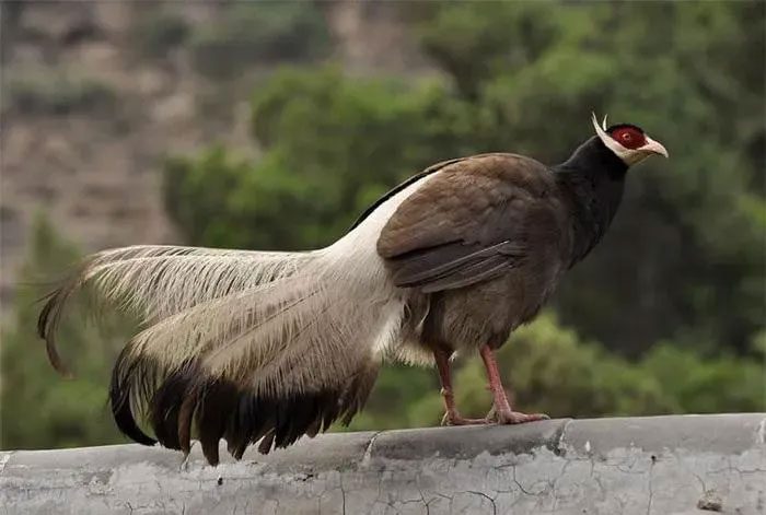 Adult Brown-eared Pheasants measure between 96 - 100 cm in length.