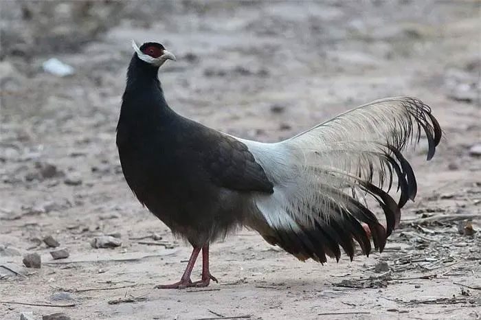 The plumage of the Brown-eared Pheasant is a blend of dark brown, cream, and black.