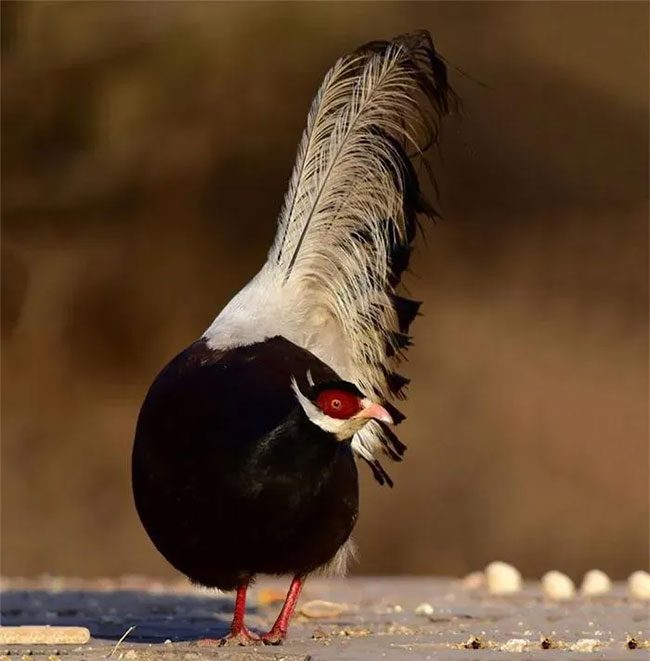 The legs of the Brown-eared Pheasant are red.