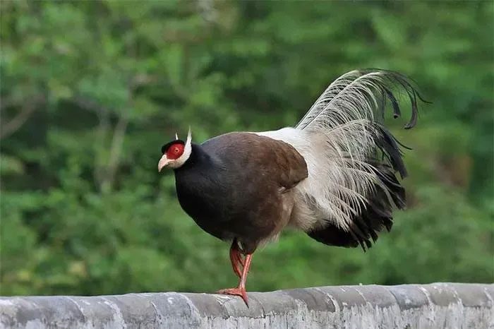 The area around the eyes is red, and there are two long white feather tufts on the sides of the Brown-eared Pheasant's head.