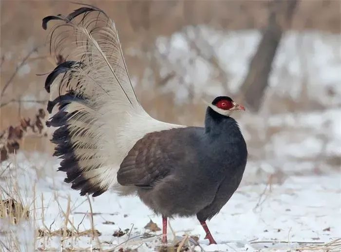 Each clutch of Brown-eared Pheasants usually contains 5-8 eggs, which hatch after 28 days of incubation.