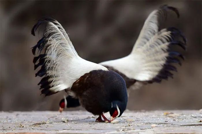 Brown-eared Pheasants typically eat seeds, roots, tubers, and leaves.