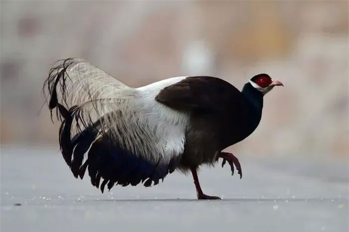 The scientific name of the Brown-eared Pheasant is (Crossoptilon mantchuricum).