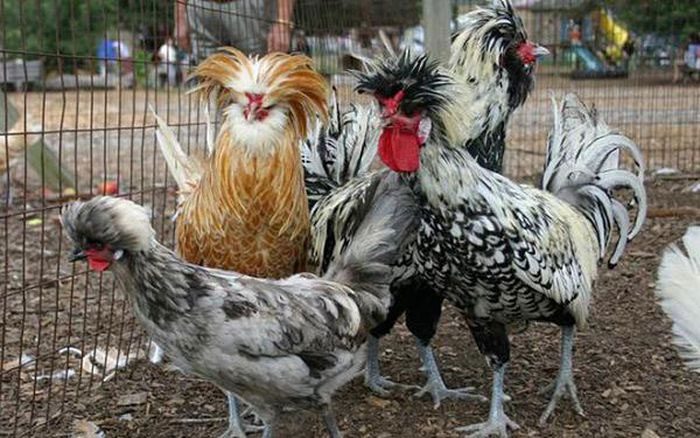 Lion Crested Chicken