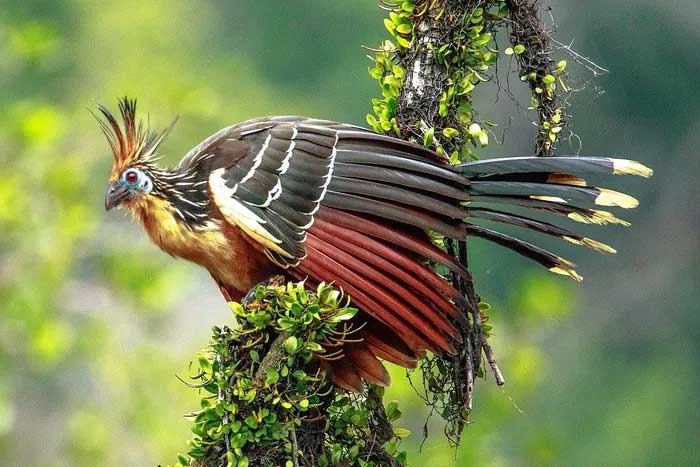 The Hoatzin has a long neck and a small head.