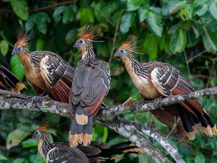 Hoatzins live in groups and nest in small colonies.