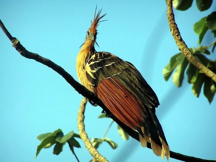 As a noisy bird, the Hoatzin produces many types of hoarse calls.