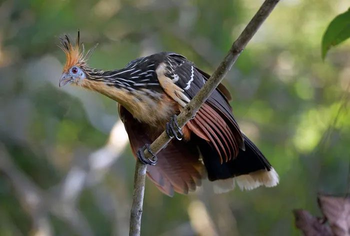 The upper body of the Hoatzin is dark gray, while the underside is lighter.