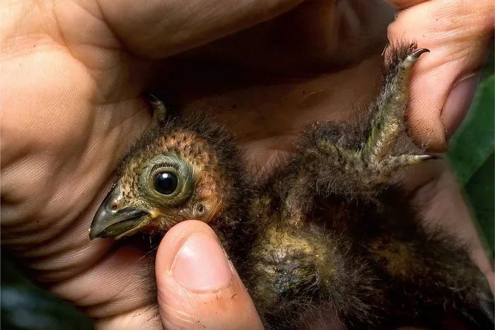 Juvenile Hoatzins have two claws on each wing.