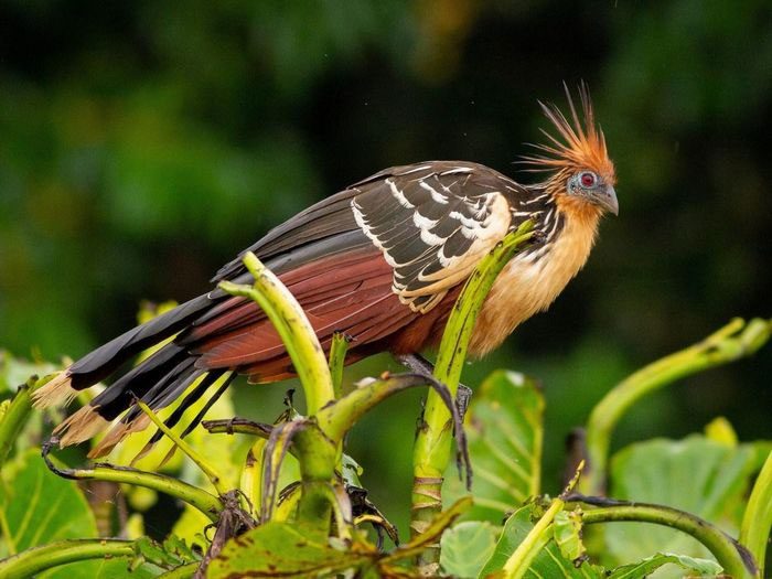 The Hoatzin is considered one of the most mysterious birds in the world