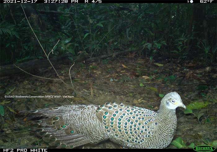 Vietnamese Pheasant