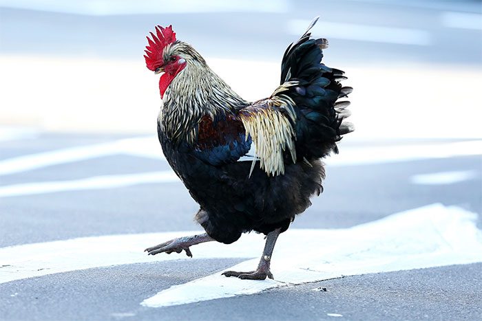 The crowing of roosters can convey different messages