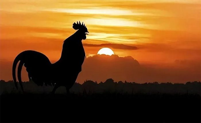 As diurnal animals, roosters have a strong biological clock.