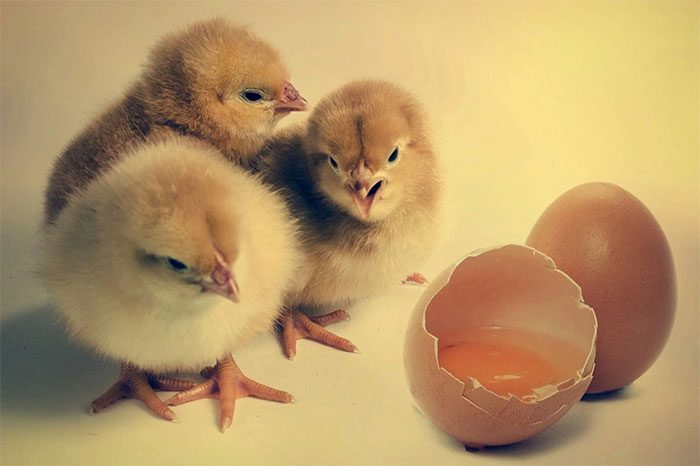 Scientists have found a way to raise chickens without eggshells