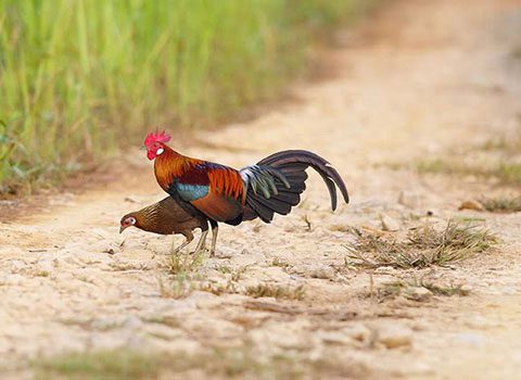 Wild chicken Gallus gallus