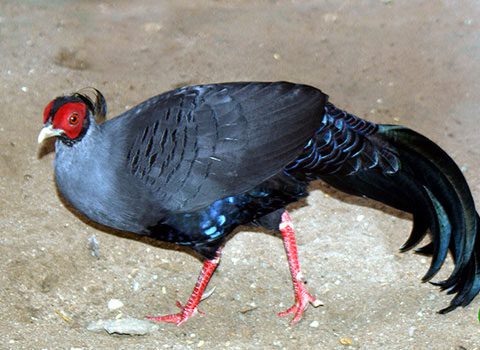 Purple pheasant Lophura diardi.