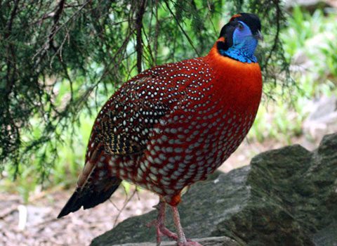 Temminck's Tragopan Tragopan temminckii.