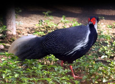 Annamese Pheasant Lophura nycthemera annamensis