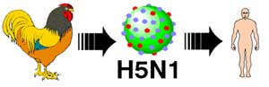ga H5N1 nguoi 1