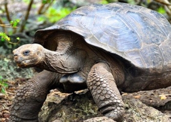 galapagos launches campaign to save giant tortoises 137556