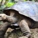 galapagos launches campaign to save giant tortoises 137556