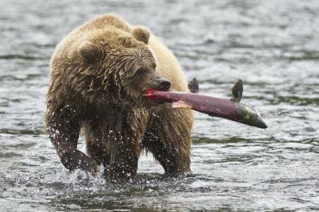 Brown bears are also a species that primarily consume fish.