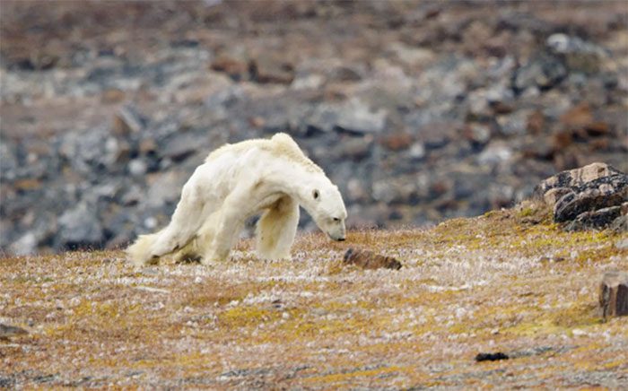 A thin polar bear searching for food on Baffin Island (Canada)