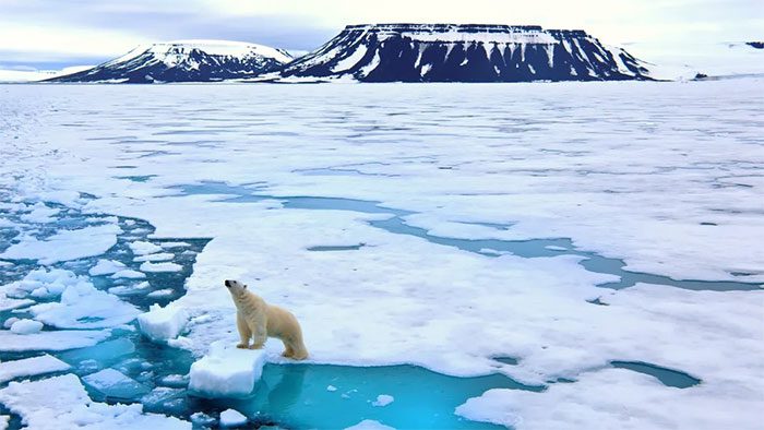 A polar bear standing on a floating ice slab in the sea.