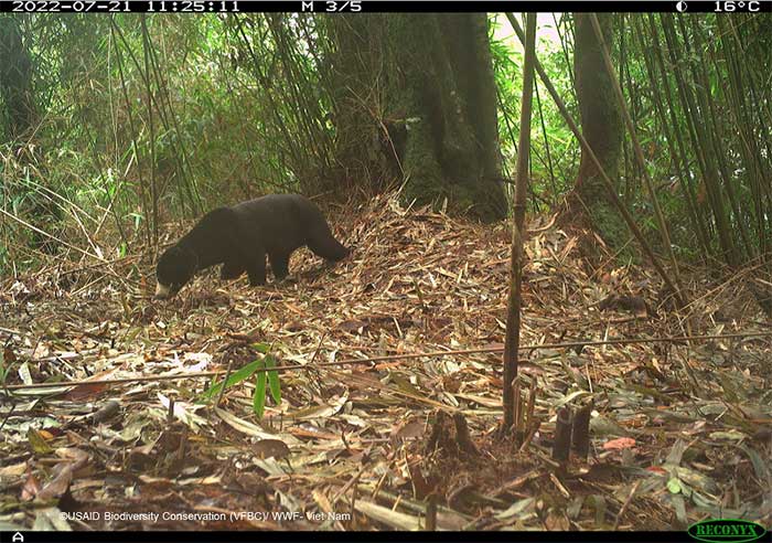 Asiatic Black Bear