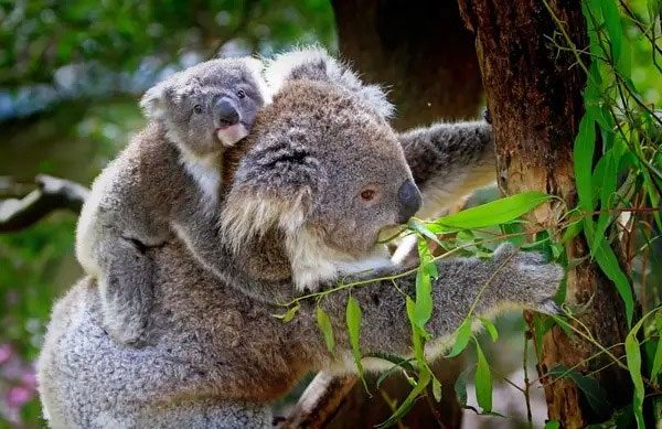 Koalas are not social animals and often prefer solitude.