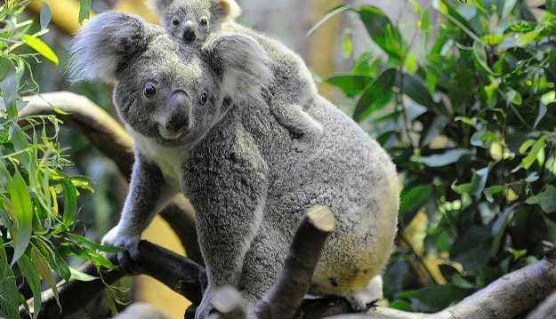 Surprising Facts About Koalas