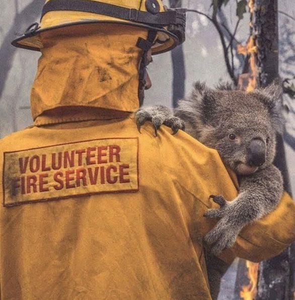 A shocked Koala after being rescued from a fire.