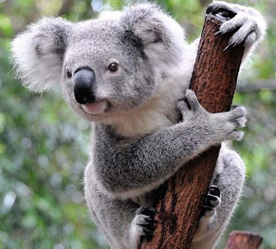 Surprising Facts About Koalas