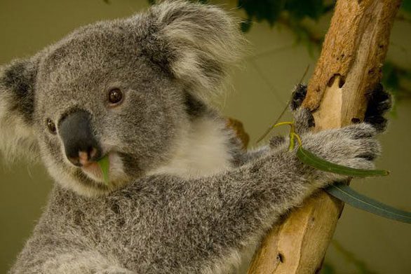 Female Koalas give birth to only one joey each year.