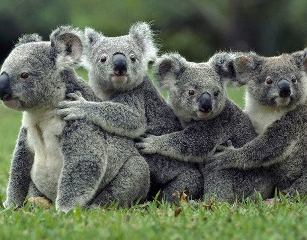 Surprising Facts About Koalas