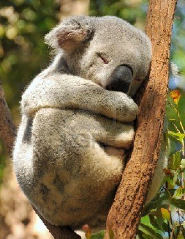 Surprising Facts About Koalas