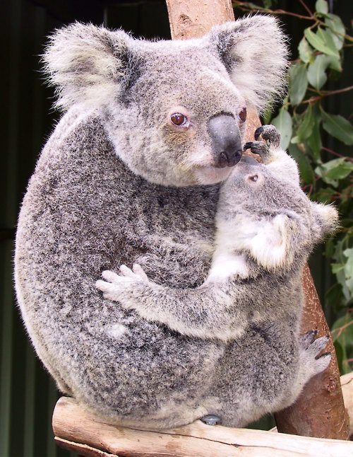 Surprising Facts About Koalas