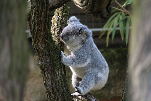 Koalas reach full maturity in their fourth year of life.