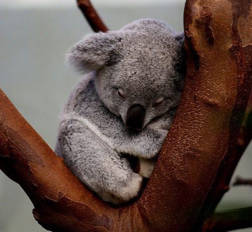 Surprising Facts About Koalas