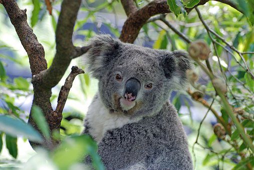 Their bushy tails allow them to sit comfortably in trees for hours.