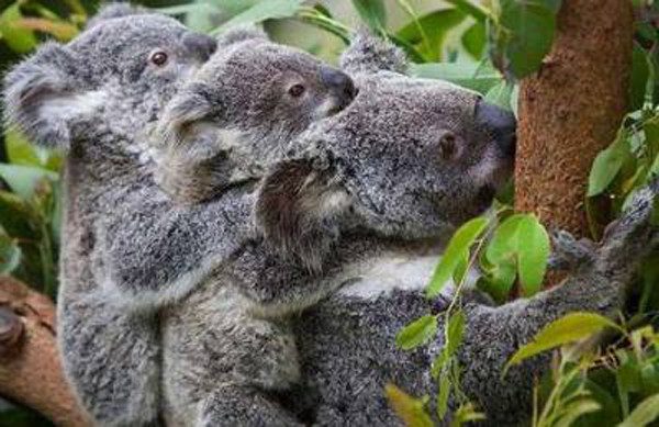 Surprising Facts About Koalas